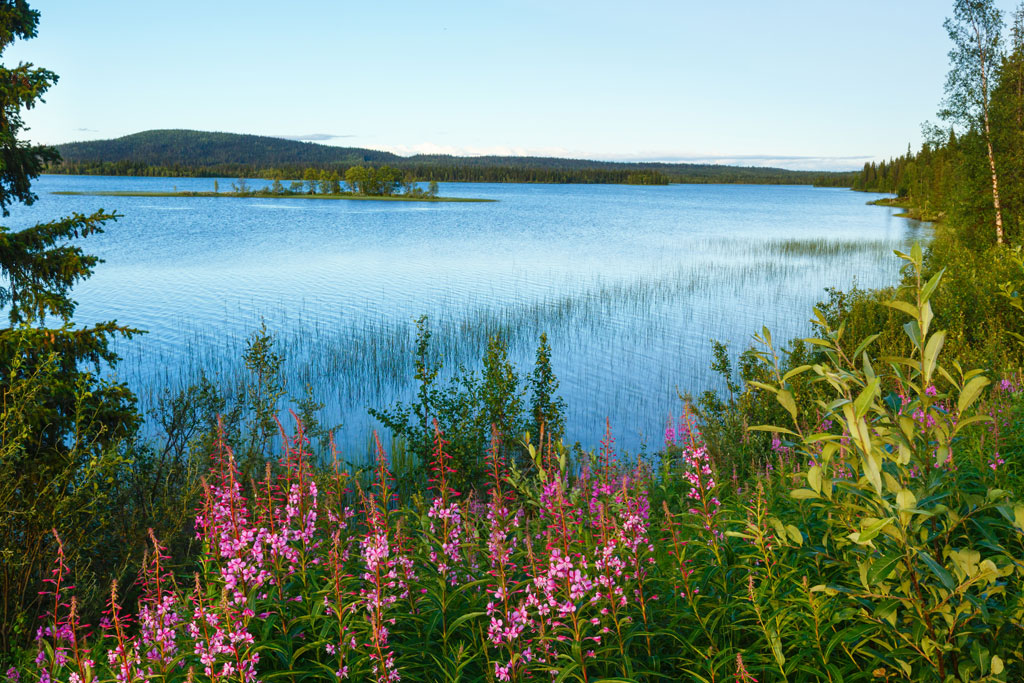Bosque y lago, Laponia