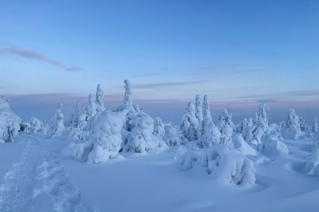 Bosque en Laponia, Finlandia