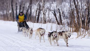 Laponia: Excursiones con trineos de huskys