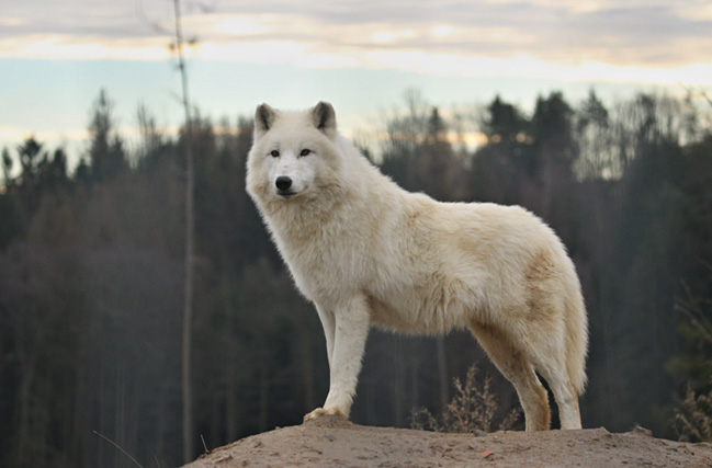 Lobo gris ártico