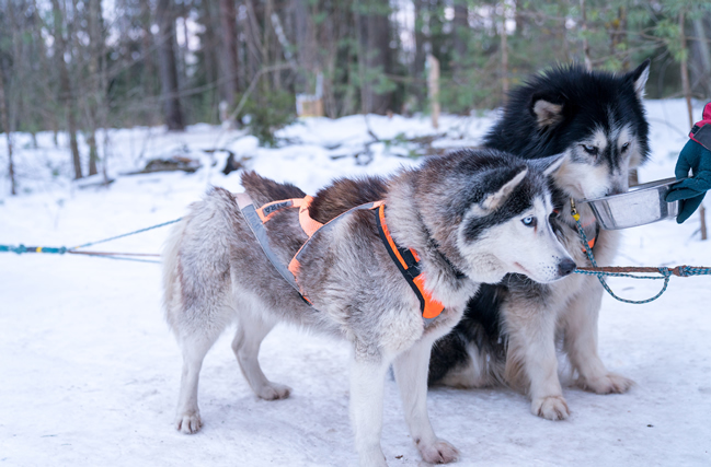 Perros huskies, Laponia