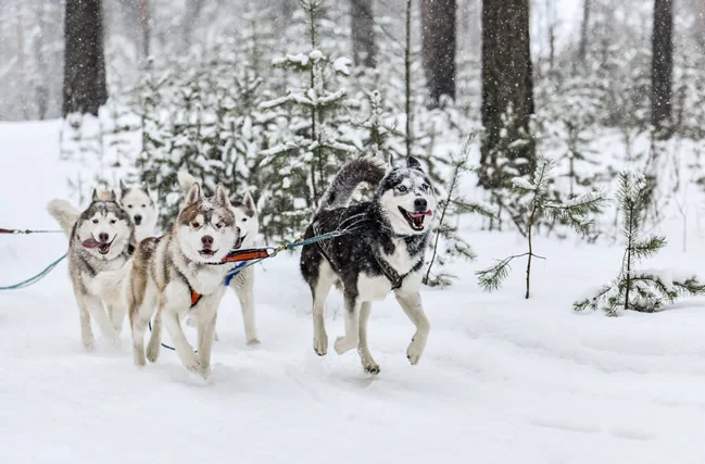 Huskies, Laponia