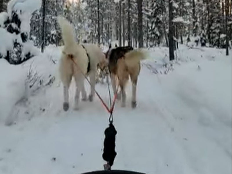 Excursión trineo de huskies, Parque Nacional de Salla, Laponia