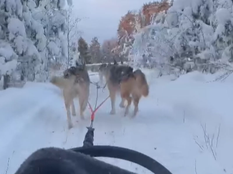 Trineo de huskies, Iso Syöte, Laponia