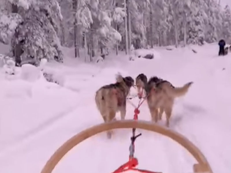 Trineo de huskies, Parque Nacional de Salla, Laponia